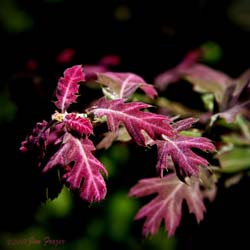 Roble negro de California